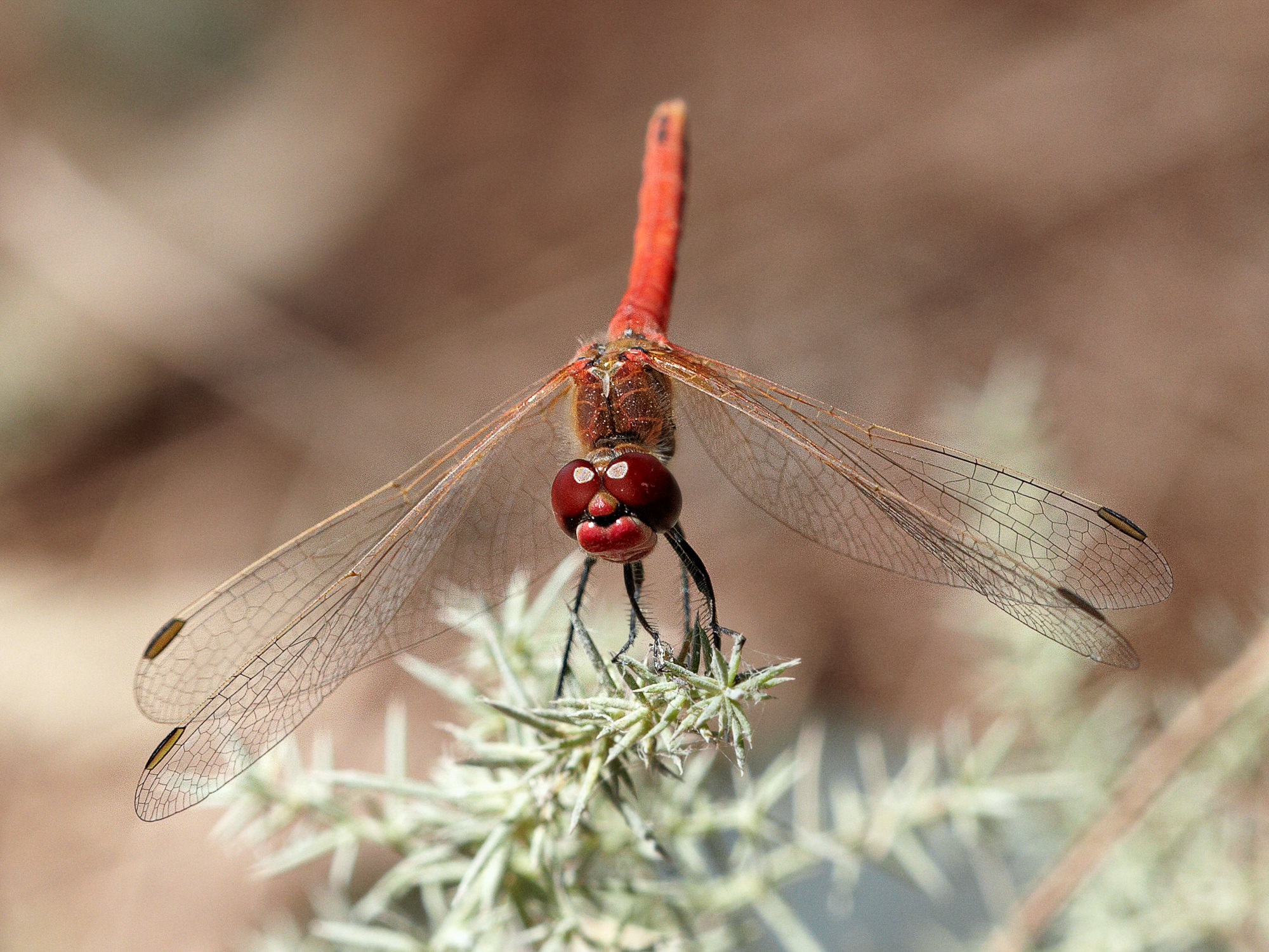 Red Dragonfly